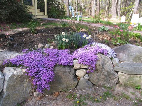 How To Winterize Phlox Plants How to Care for Creeping Phlox Over the Winter